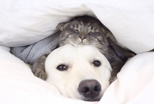 cat-and-dog-under-blanket