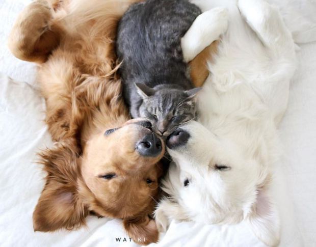 dog-and-cat