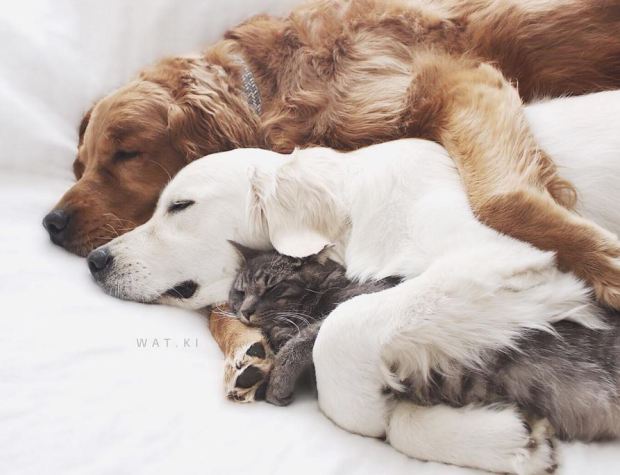 dogs-and-cat-spoon-spoon