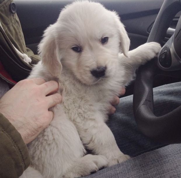watson-dog