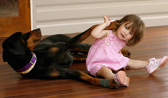 dober1
