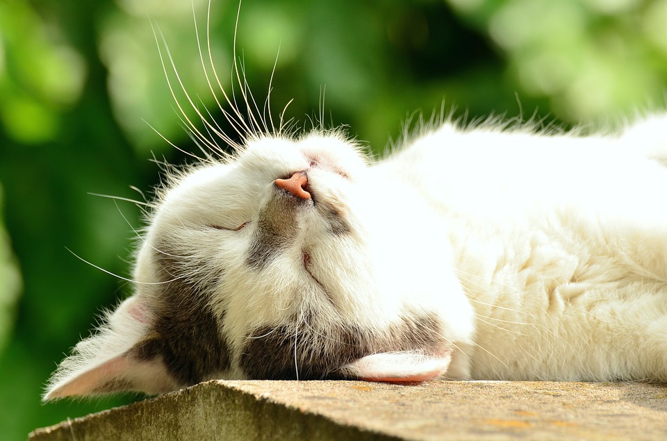 katt