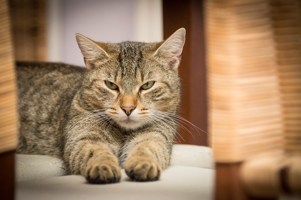 katt1