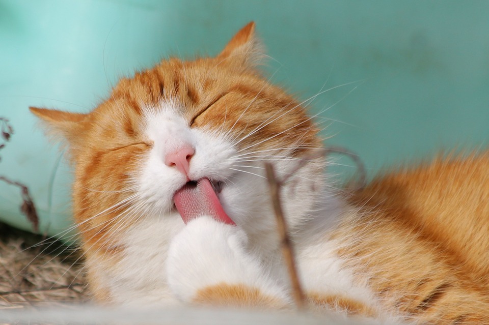 katt3